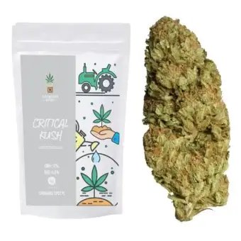 Critical Kush CBD Hemp Flower – CBD <12% THC: <0.2%